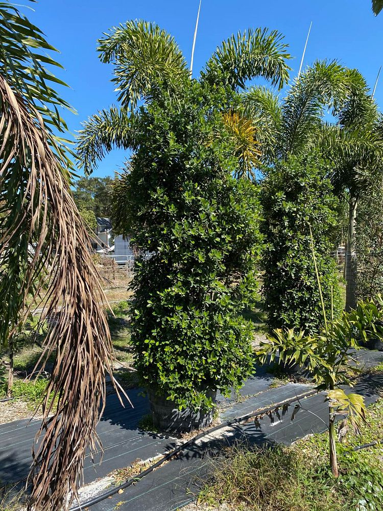 ficus-microcarpa-green-island-ficus-green-island