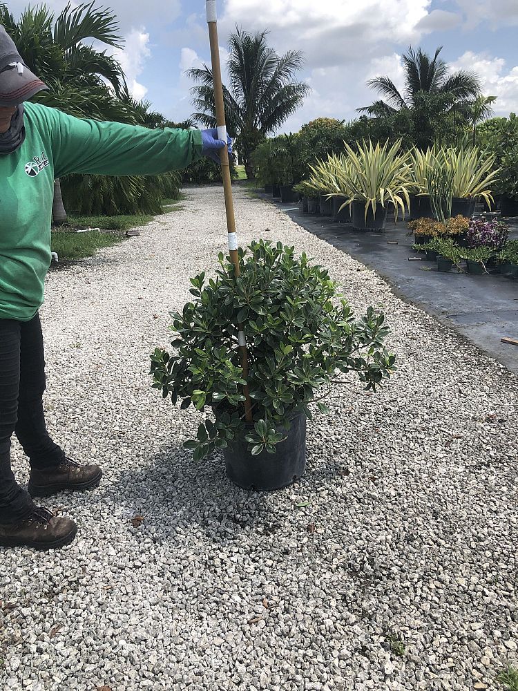 ficus-microcarpa-green-island-ficus-green-island