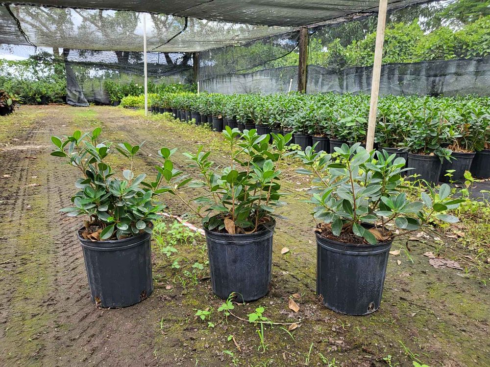 ficus-microcarpa-green-island-ficus-green-island