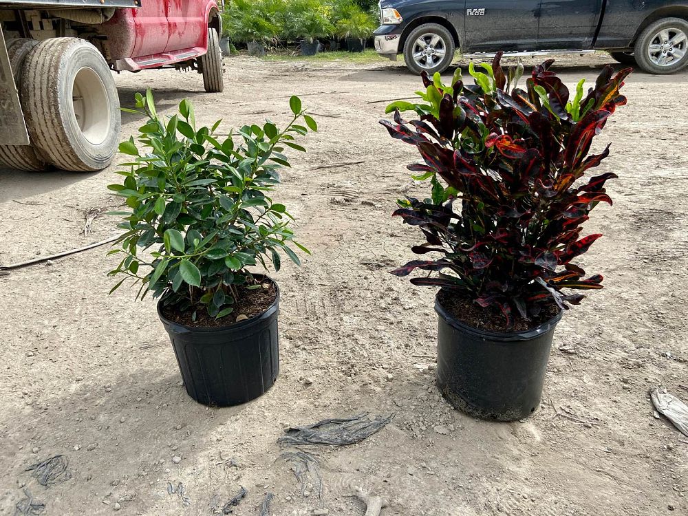 ficus-microcarpa-green-island-ficus-green-island