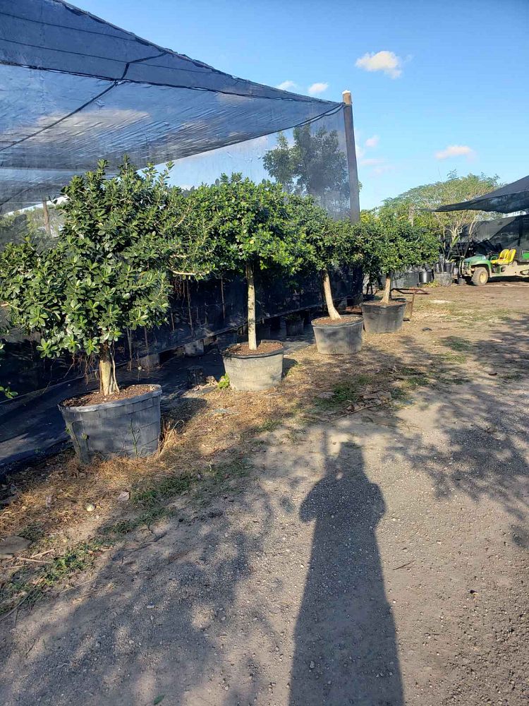 ficus-microcarpa-green-island-ficus-green-island