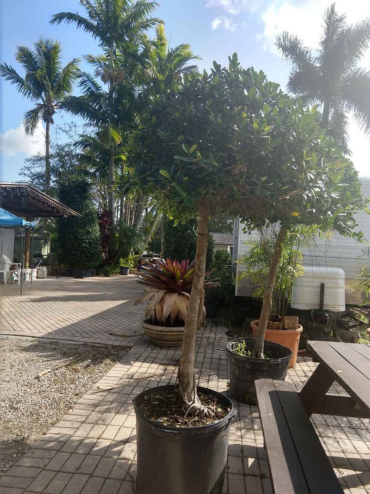 ficus-microcarpa-green-island-ficus-green-island