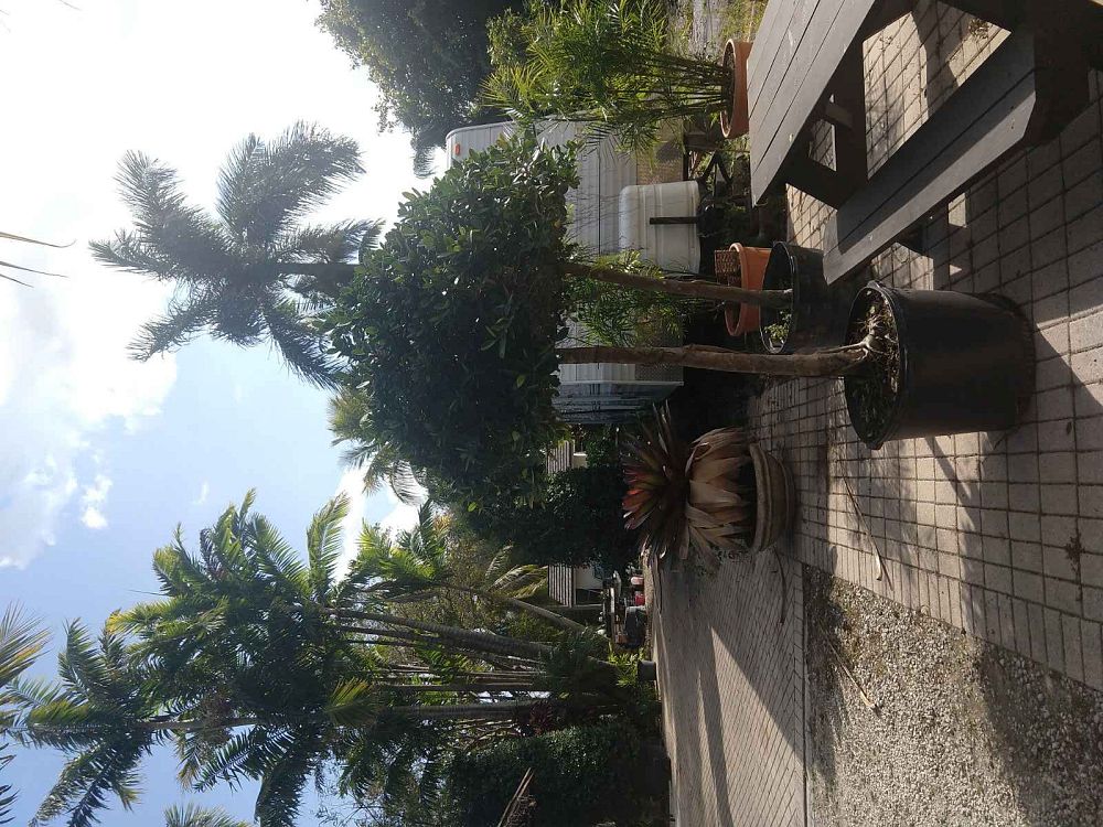 ficus-microcarpa-green-island-ficus-green-island