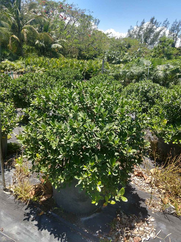 ficus-microcarpa-green-island-ficus-green-island