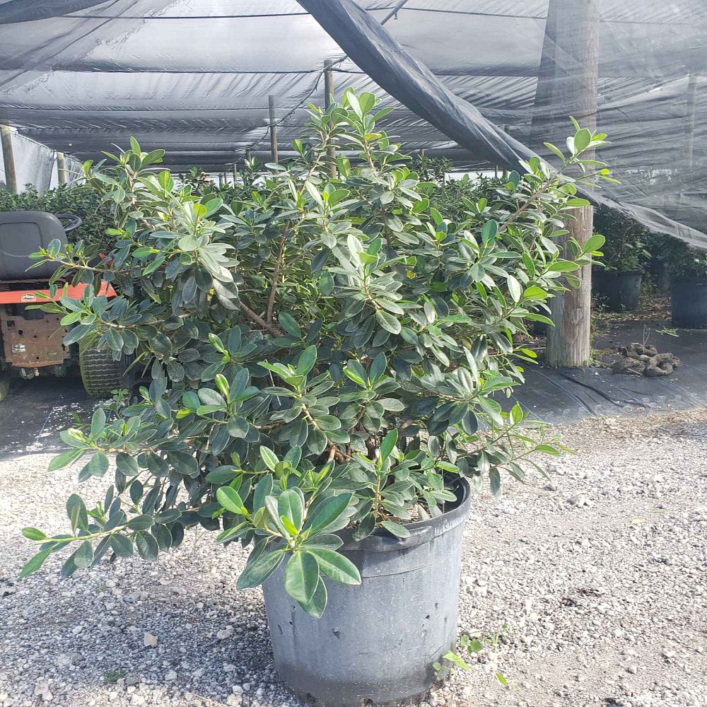 ficus-microcarpa-green-island-ficus-green-island