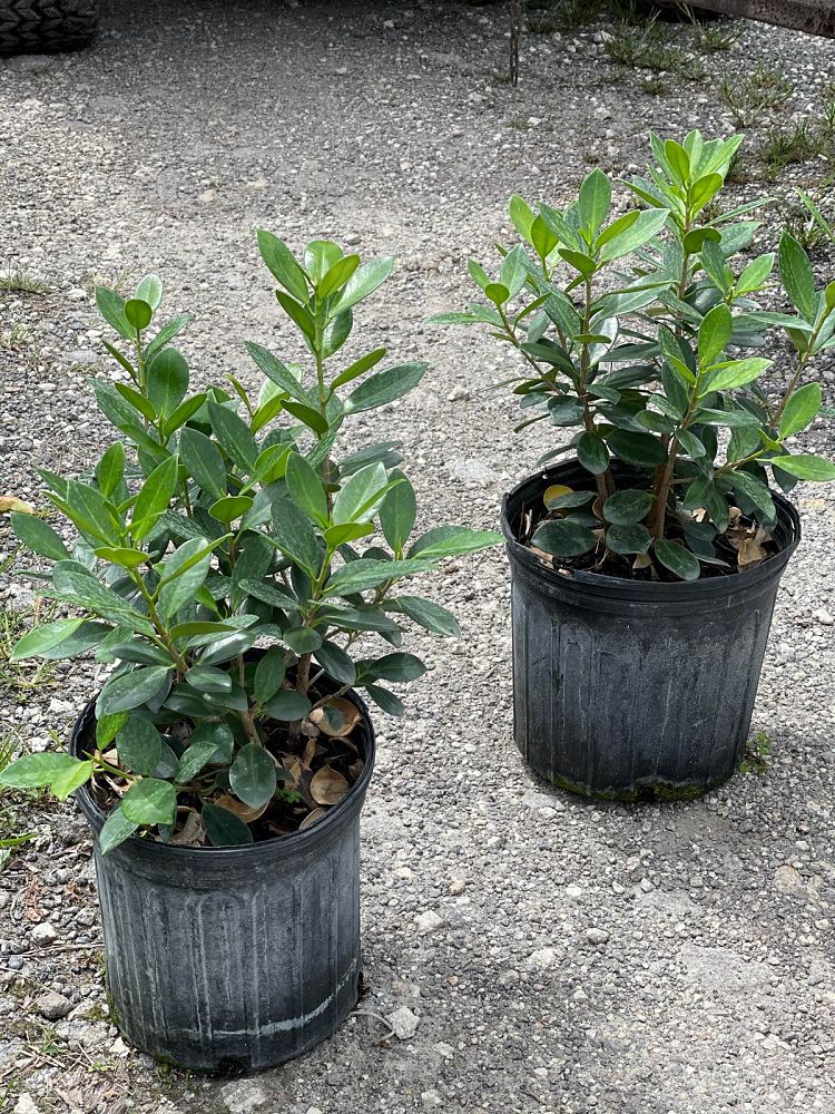 ficus-microcarpa-green-island-ficus-green-island