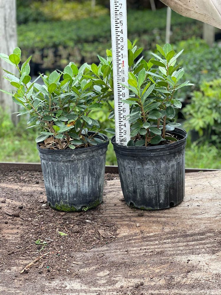 ficus-microcarpa-green-island-ficus-green-island