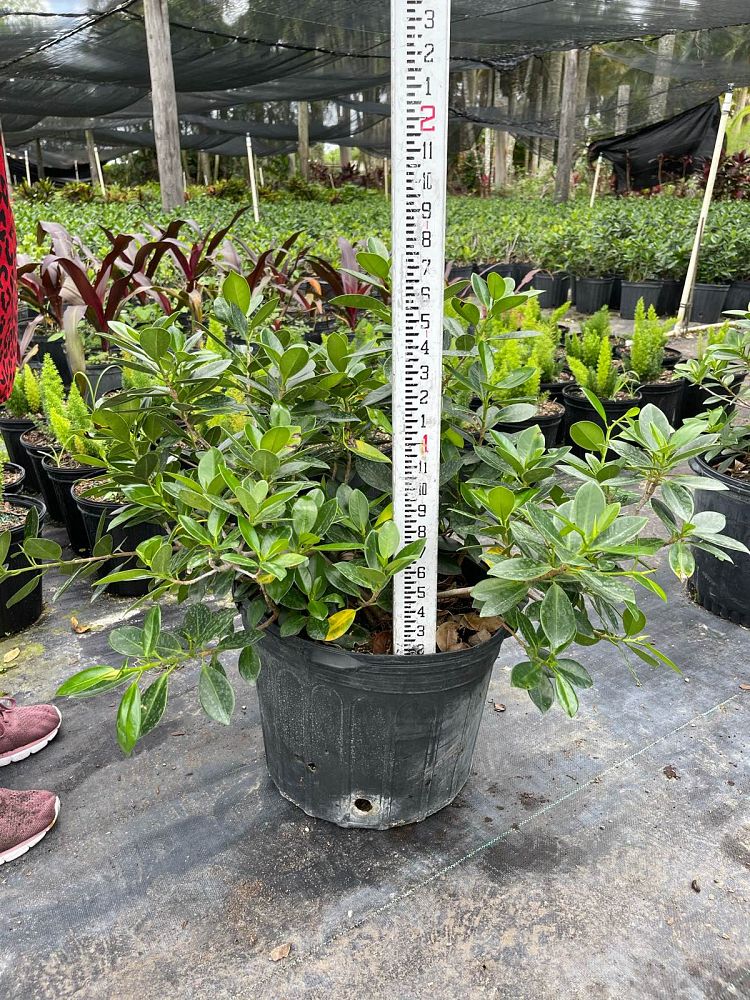 ficus-microcarpa-green-island-ficus-green-island