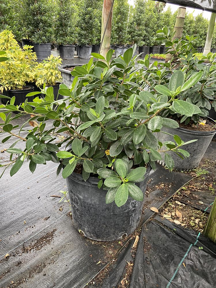 ficus-microcarpa-green-island-ficus-green-island