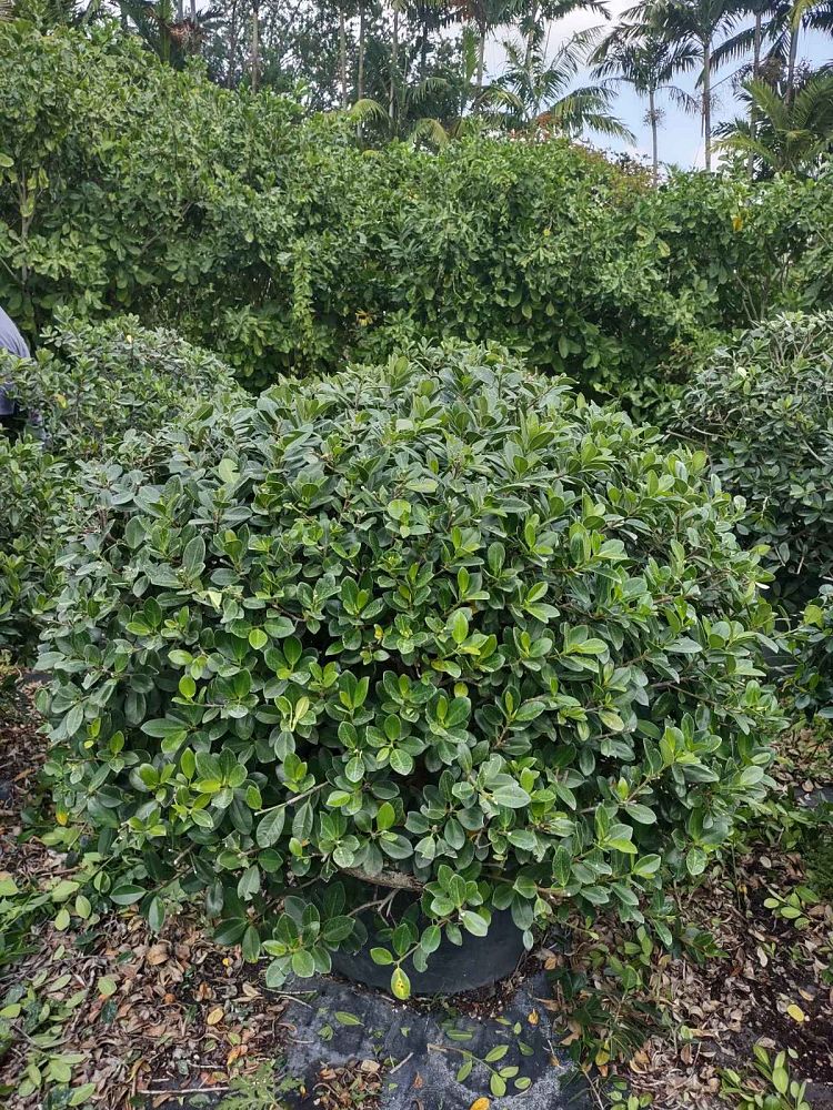 ficus-microcarpa-green-island-ficus-green-island