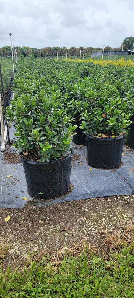 ficus-microcarpa-green-island-ficus-green-island