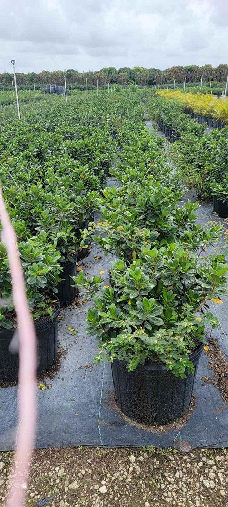 ficus-microcarpa-green-island-ficus-green-island
