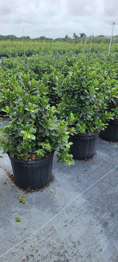 ficus-microcarpa-green-island-ficus-green-island