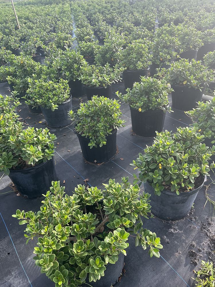 ficus-microcarpa-green-island-ficus-green-island