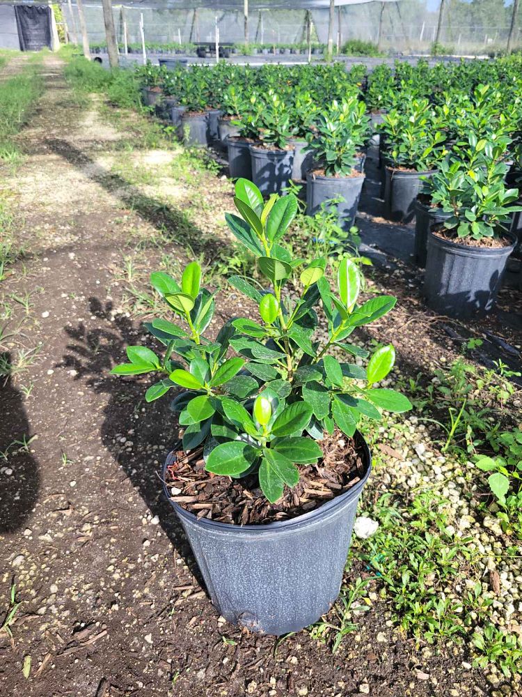 ficus-microcarpa-green-island-ficus-green-island