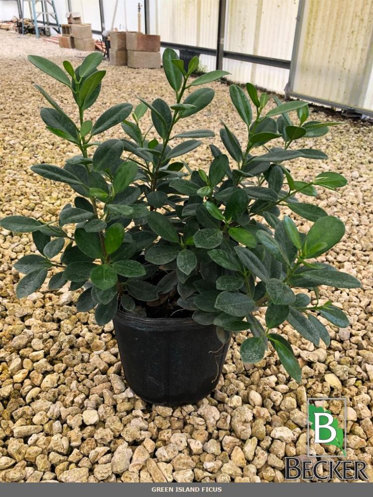 ficus-microcarpa-green-island-ficus-green-island
