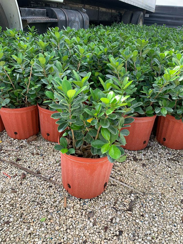ficus-microcarpa-green-island-ficus-green-island