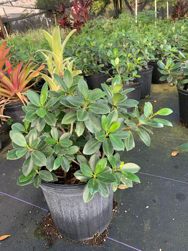 ficus-microcarpa-green-island-ficus-green-island