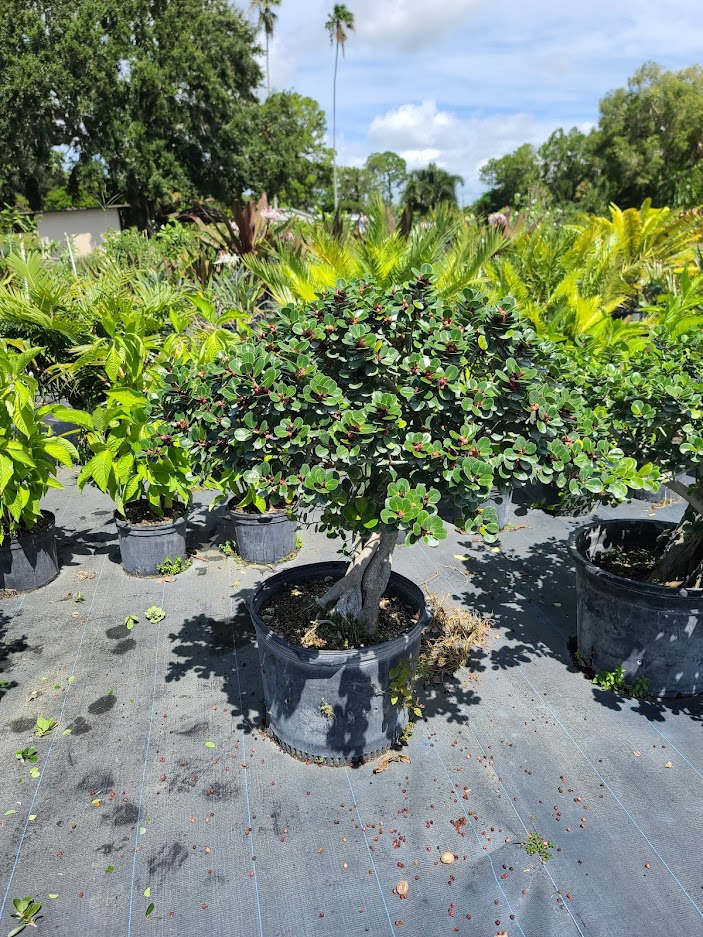 ficus-microcarpa-green-island-ficus-green-island