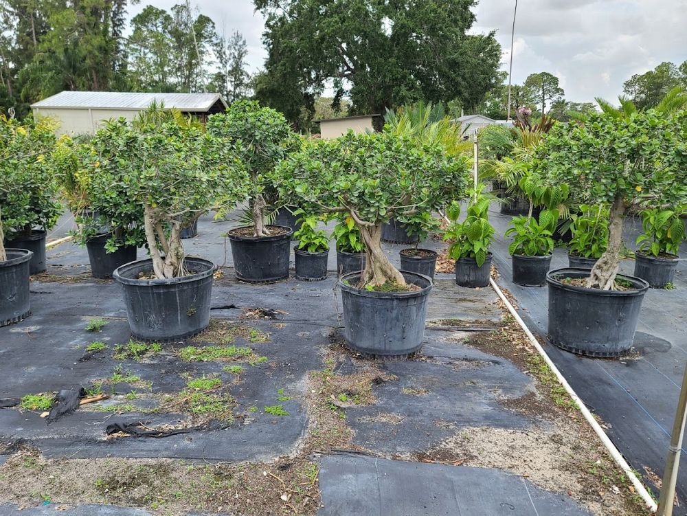 ficus-microcarpa-green-island-ficus-green-island