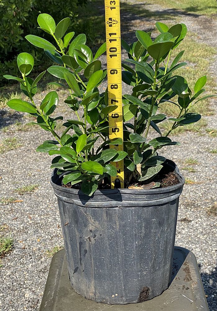 ficus-microcarpa-green-island-ficus-green-island