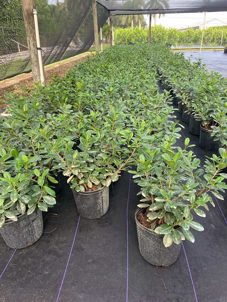 ficus-microcarpa-green-island-ficus-green-island