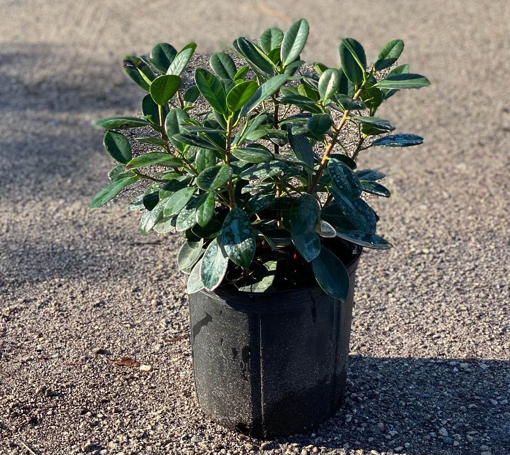 ficus-microcarpa-green-island-ficus-green-island