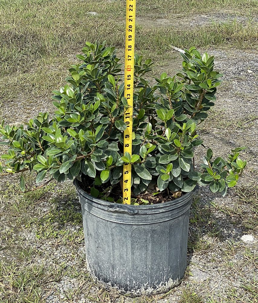 ficus-microcarpa-green-island-ficus-green-island