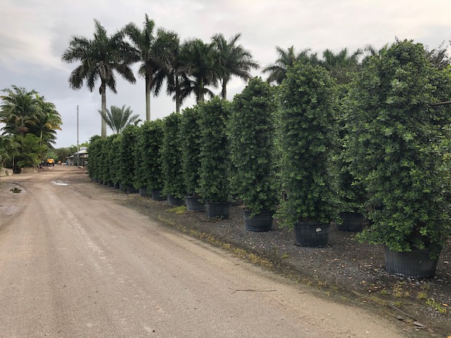 ficus-microcarpa-green-island-ficus-green-island