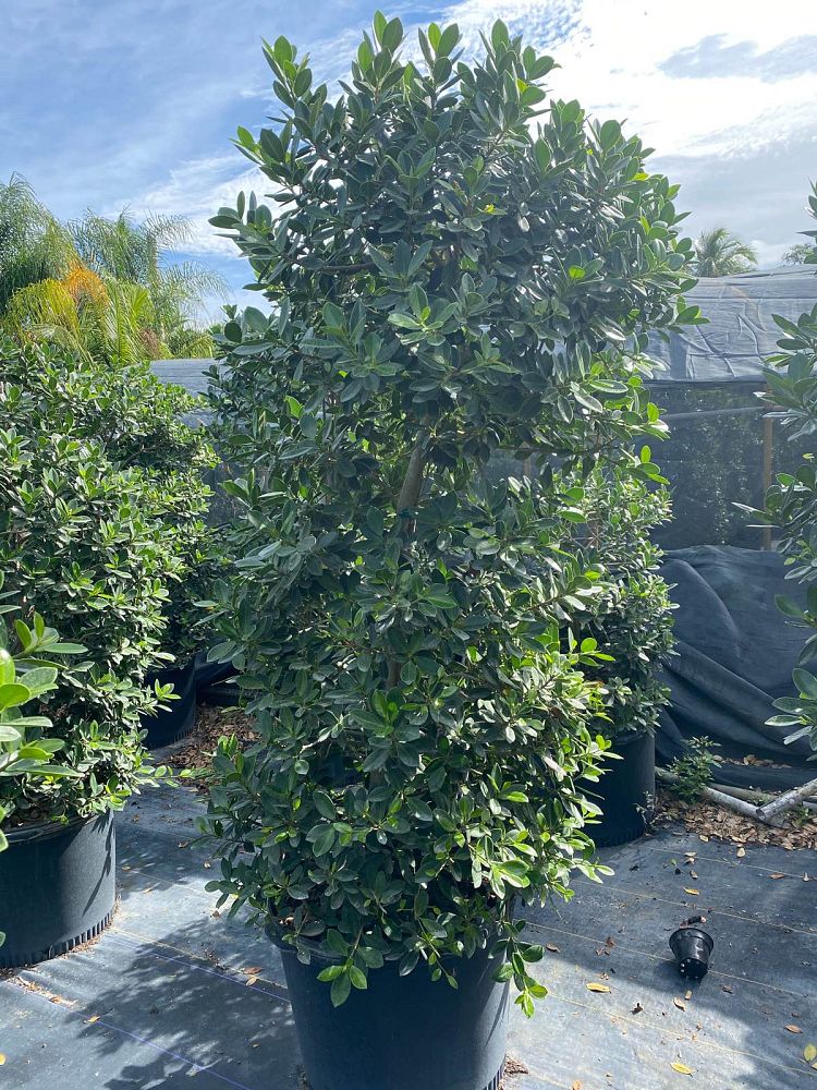 ficus-microcarpa-green-island-ficus-green-island