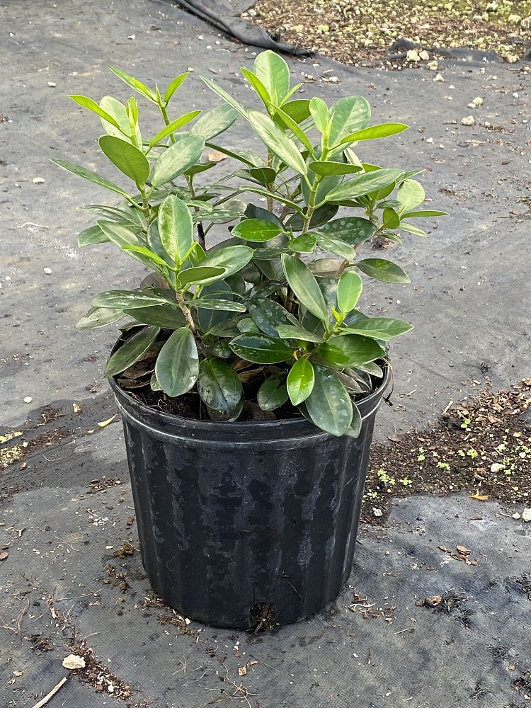 ficus-microcarpa-green-island-ficus-green-island