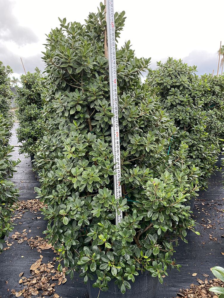 ficus-microcarpa-green-island-ficus-green-island