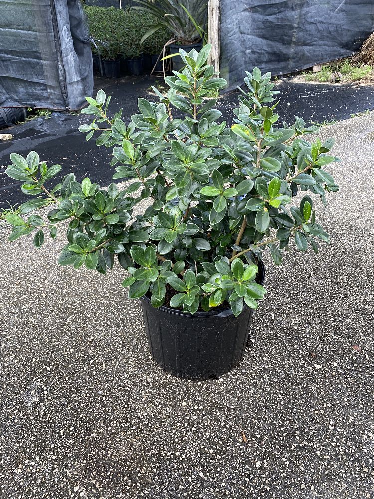 ficus-microcarpa-green-island-ficus-green-island