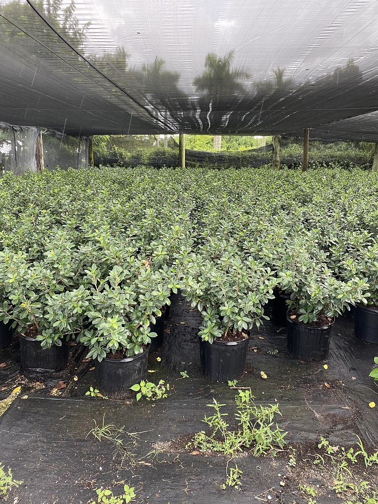 ficus-microcarpa-green-island-ficus-green-island