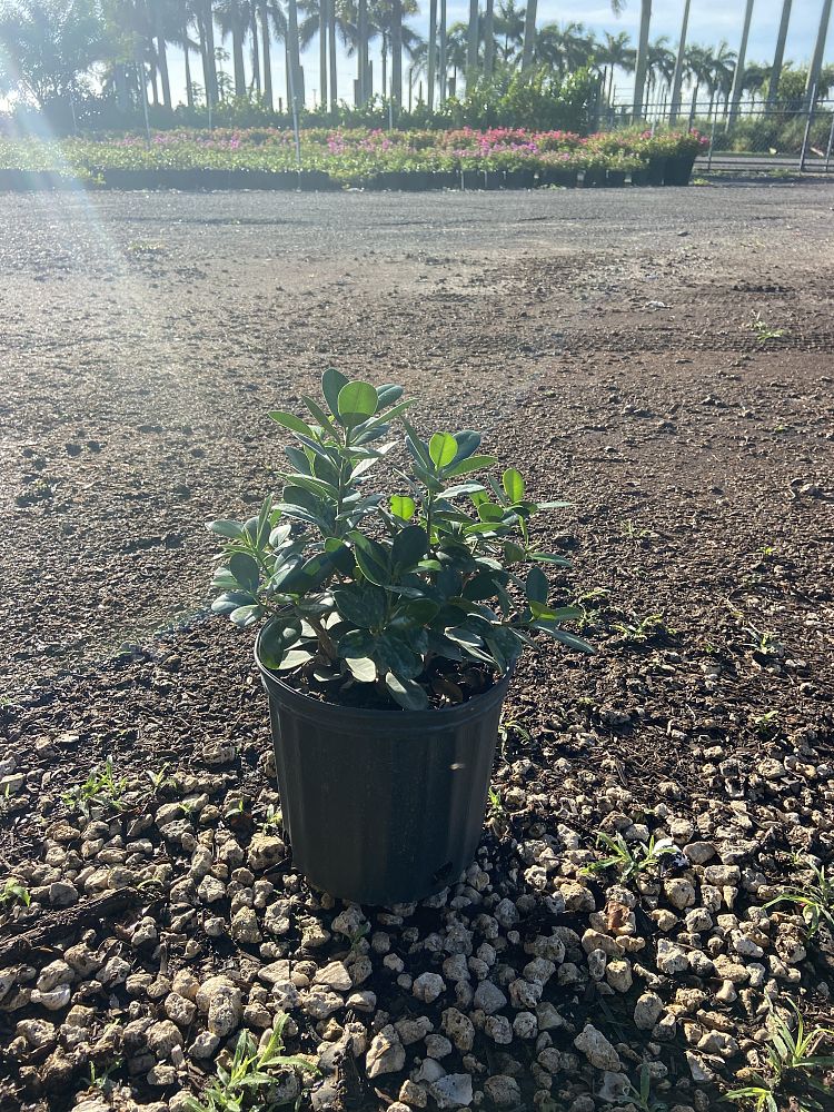 ficus-microcarpa-green-island-ficus-green-island