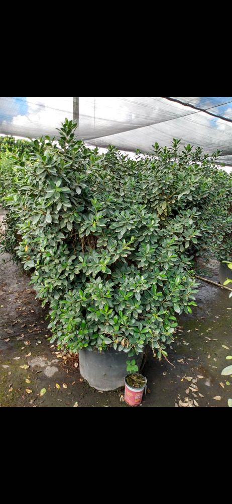 ficus-microcarpa-green-island-ficus-green-island