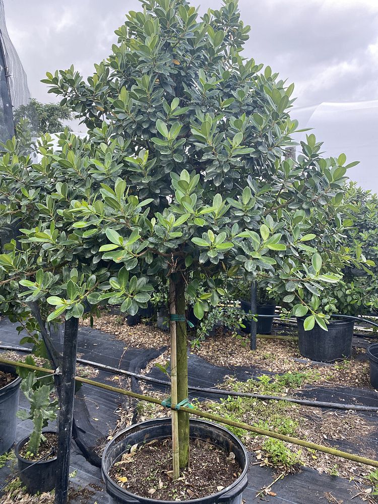 ficus-microcarpa-green-island-ficus-green-island