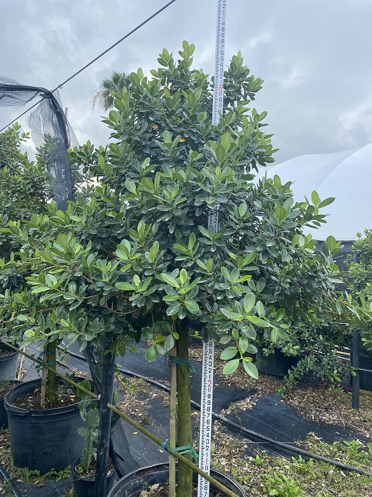 ficus-microcarpa-green-island-ficus-green-island