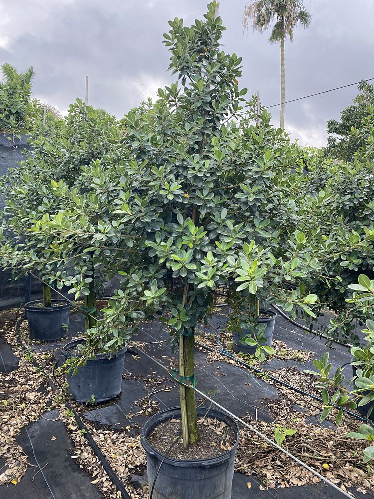 ficus-microcarpa-green-island-ficus-green-island