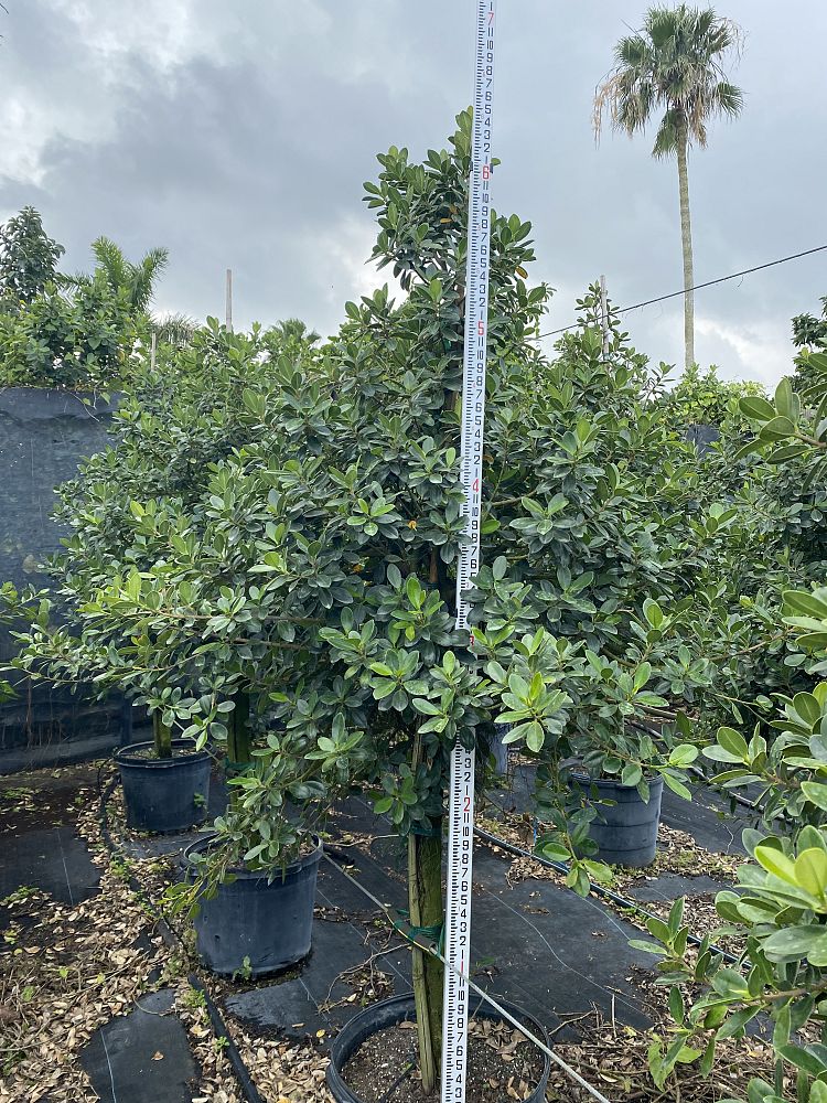 ficus-microcarpa-green-island-ficus-green-island
