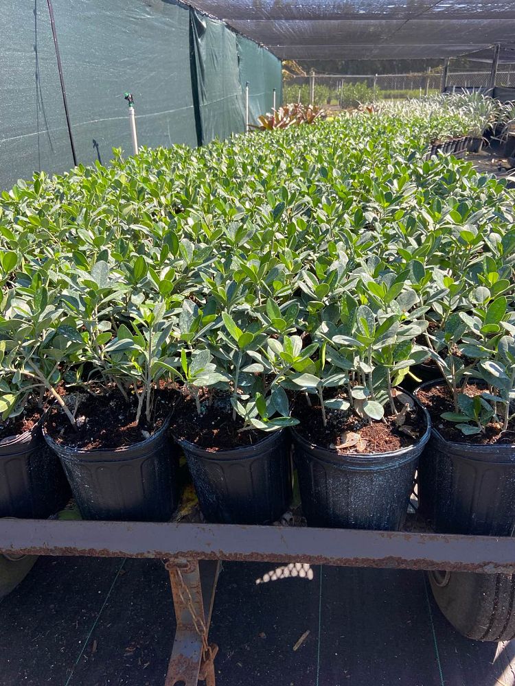 ficus-microcarpa-green-island-ficus-green-island