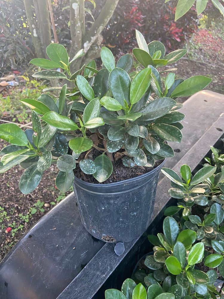 ficus-microcarpa-green-island-ficus-green-island