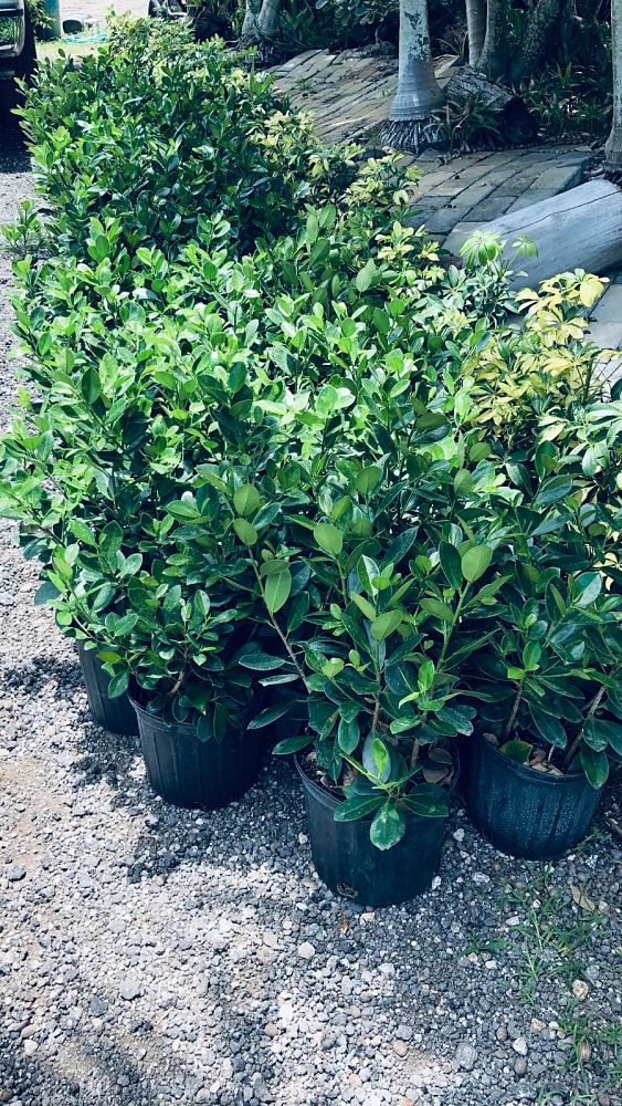 ficus-microcarpa-green-island-ficus-green-island