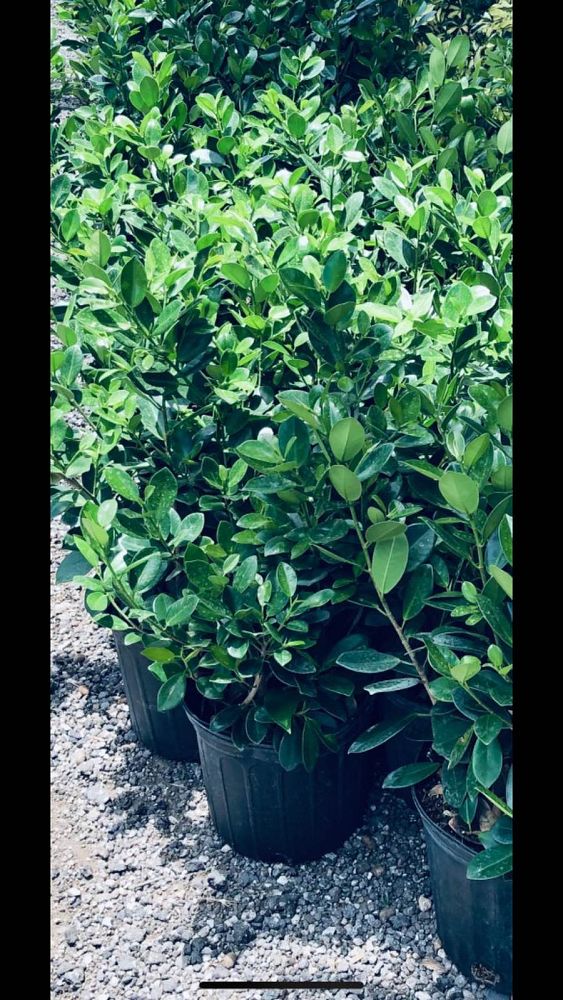 ficus-microcarpa-green-island-ficus-green-island
