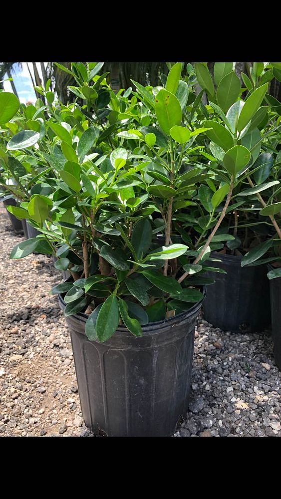ficus-microcarpa-green-island-ficus-green-island
