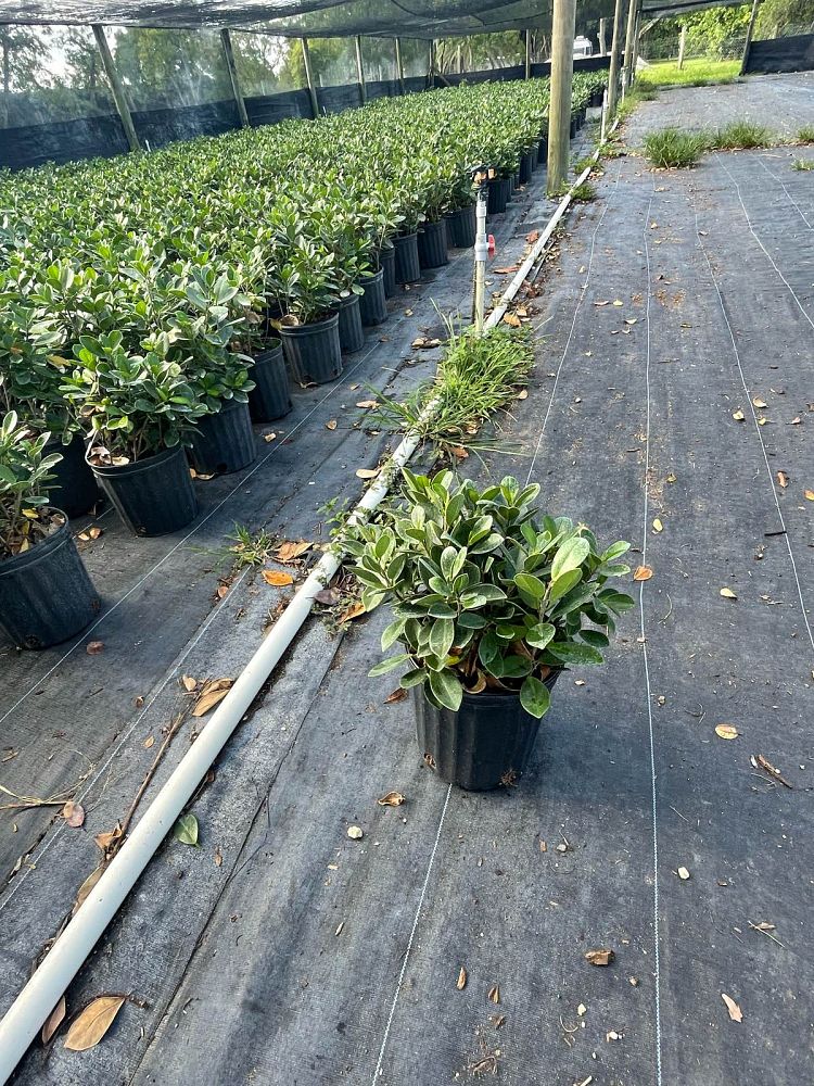 ficus-microcarpa-green-island-ficus-green-island