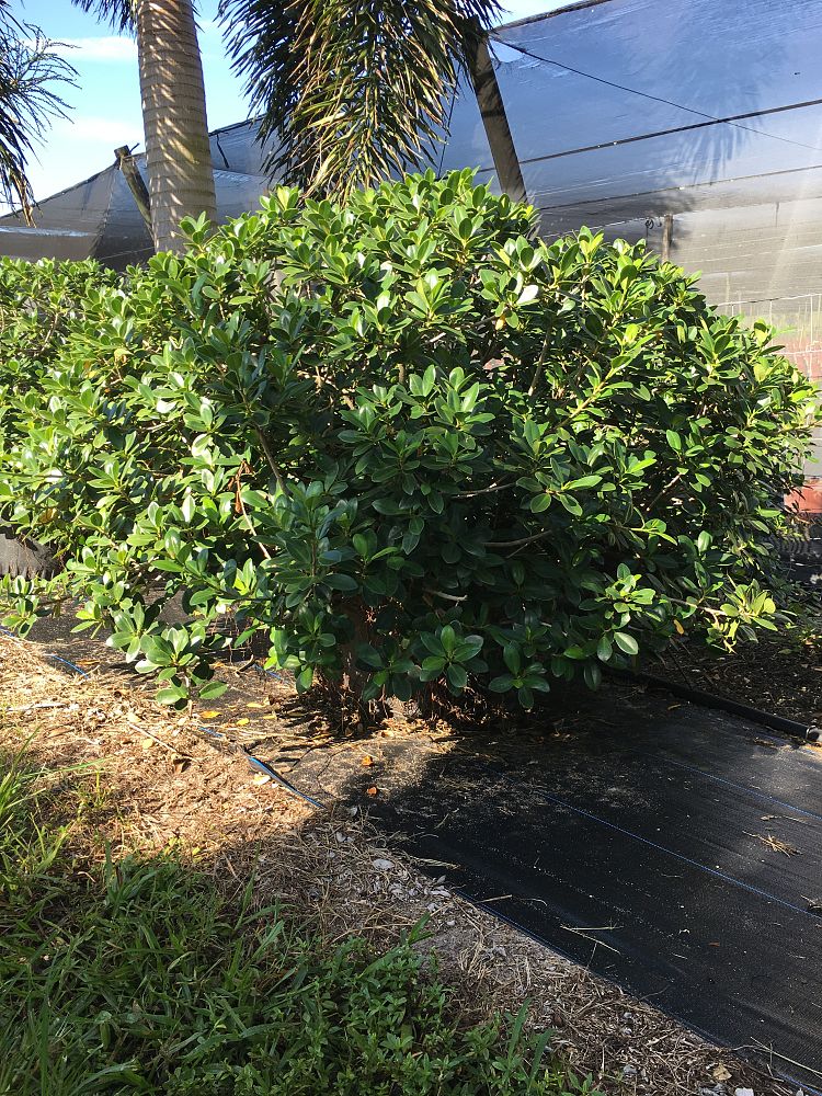 ficus-microcarpa-green-island-ficus-green-island