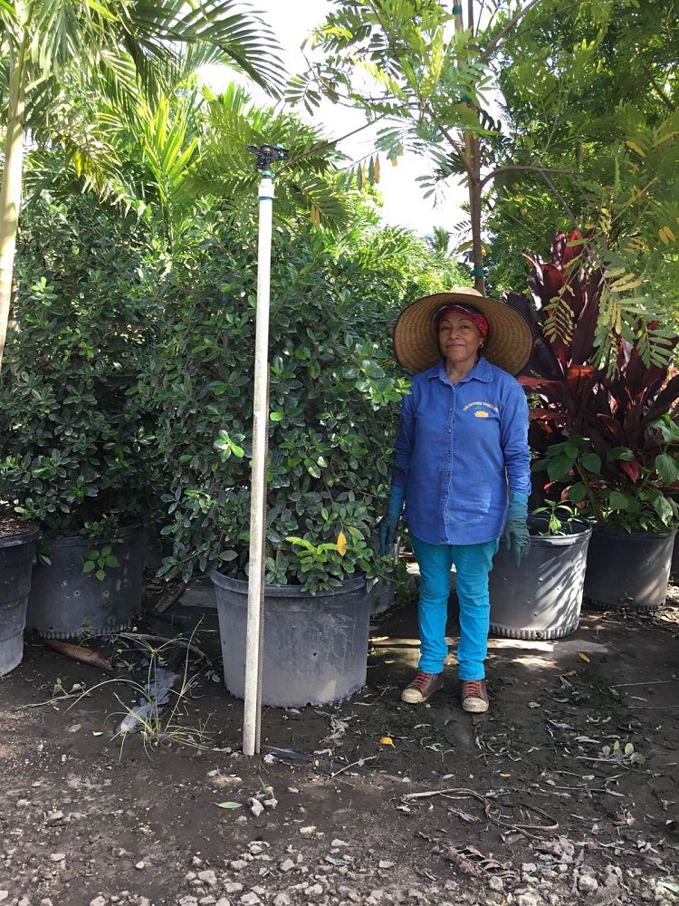 ficus-microcarpa-green-island-ficus-green-island