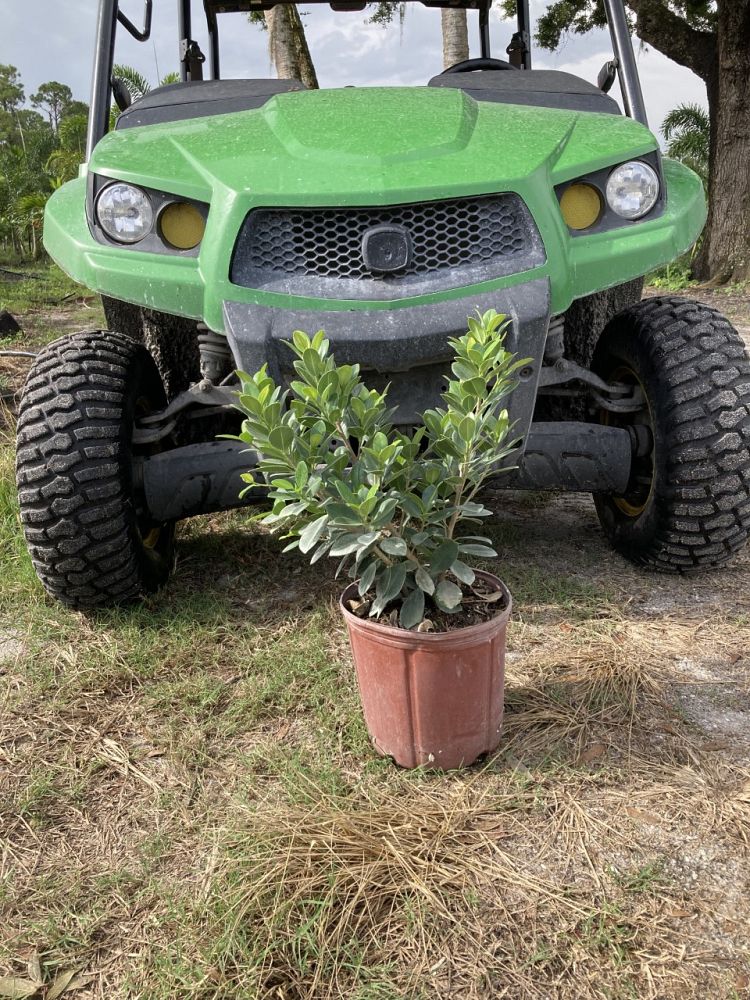 ficus-microcarpa-green-island-ficus-green-island