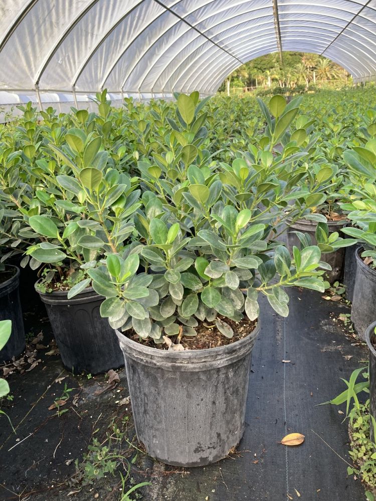 ficus-microcarpa-green-island-ficus-green-island